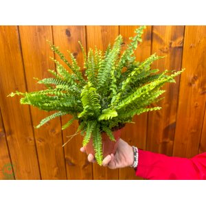 Ľadviník (Nephrolepis exaltata) ´GREEN LADY´ - výška 25-30 cm, kont. C2L